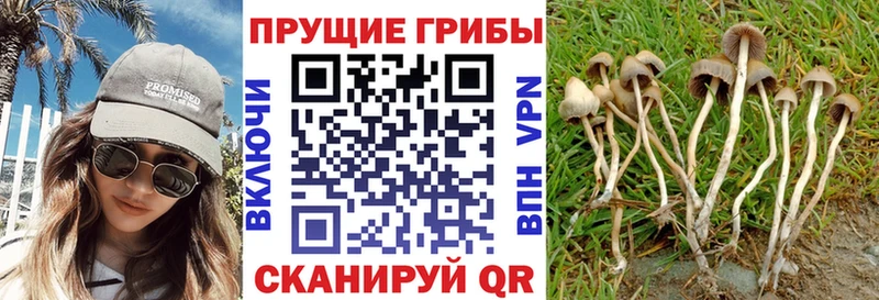 Псилоцибиновые грибы прущие грибы omg сайт Тара